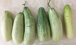 吃瓜群众黄瓜爆料